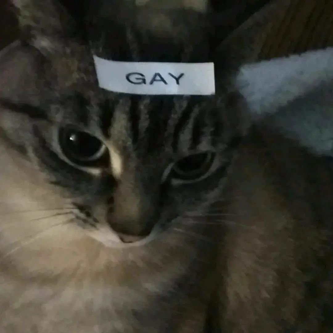PunchingCat's tweet photo. https://t.co/I5iD20LEv9