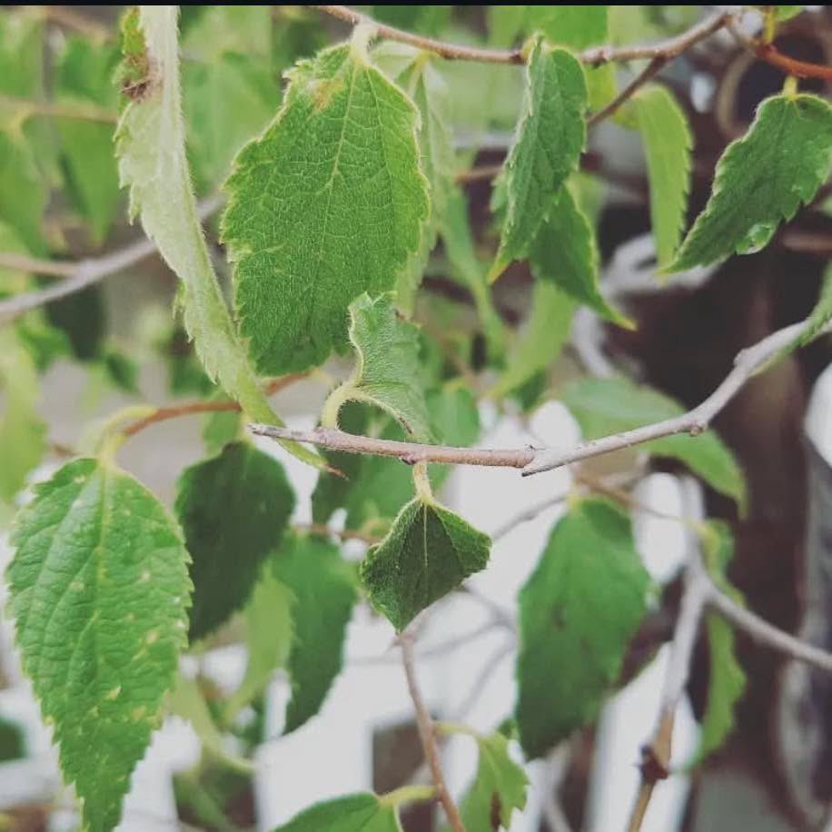 shrubscentre's tweet photo. 🌼SALE PROMOTION🌼

Celtis africana, White stinkwood - R395 per 20L bag

📞 011 708 4059 / 069 897 3971 
🌐 https://t.co/CR53FSvmuZ

#shrubscentre #celtisafricana #indigenoustrees #planttrees #southafricantrees #plantpeople #2025 @followers https://t.co/P8mT1YSEDt