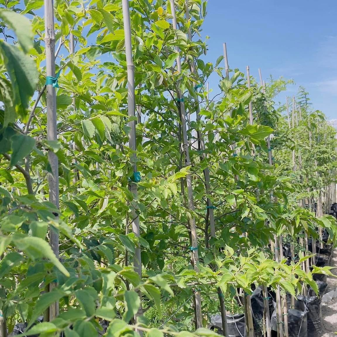 shrubscentre's tweet photo. 🌼SALE PROMOTION🌼

Celtis africana, White stinkwood - R395 per 20L bag

📞 011 708 4059 / 069 897 3971 
🌐 https://t.co/CR53FSvmuZ

#shrubscentre #celtisafricana #indigenoustrees #planttrees #southafricantrees #plantpeople #2025 @followers https://t.co/P8mT1YSEDt