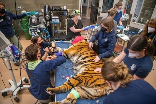 HoneyBadgerDTNS's tweet photo. What happened last time a Tiger talked to me like this. https://t.co/vvfryrp6yT