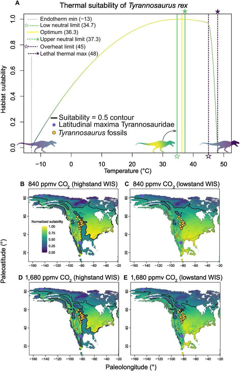 PaleontologieFr's tweet photo. 🌡️🦖Le T. rex avait le "sang chaud" !
Ses dents indiquent une température corporelle de ~36°C, bien supérieure à celle des crocodiliens actuels. Il pouvait ainsi vivre dans des régions froides.
#Crétacé #Tyrannosaurus #Trex 

📰https://t.co/JOjj9R7Q8u

🔎https://t.co/eWFV9JVxvJ https://t.co/FaIkUEAbGM