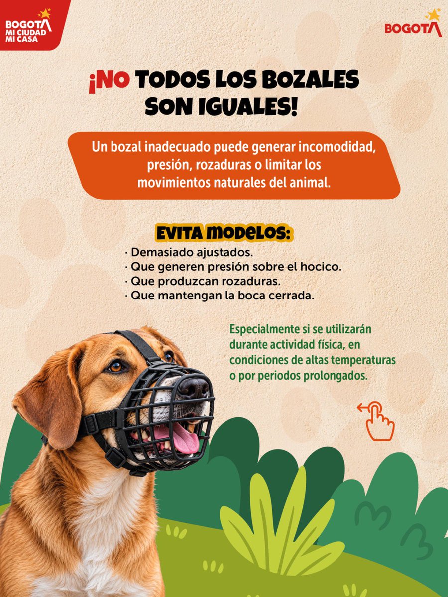 AnimalesBOG's tweet photo. Elegir bien el bozal también es cuidar a tu perro. 🐶🐾

Cuando su uso es necesario, debe permitirle jadear, respirar, beber agua y abrir la boca con comodidad, sin generar presión ni rozaduras.

Conoce qué características debe tener un bozal y cual es mejor evitar. 👇🏽👇🏽 https://t.co/lJd0owOxhe