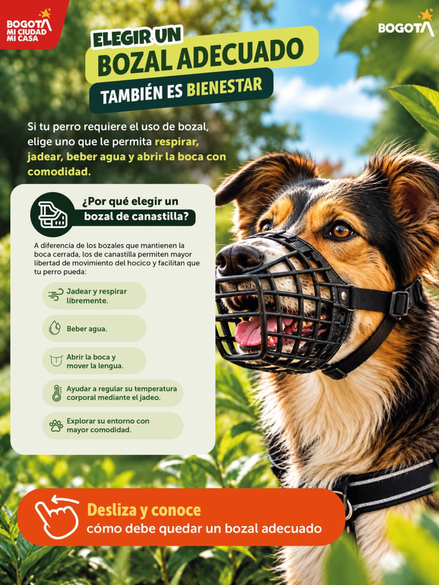 AnimalesBOG's tweet photo. Elegir bien el bozal también es cuidar a tu perro. 🐶🐾

Cuando su uso es necesario, debe permitirle jadear, respirar, beber agua y abrir la boca con comodidad, sin generar presión ni rozaduras.

Conoce qué características debe tener un bozal y cual es mejor evitar. 👇🏽👇🏽 https://t.co/lJd0owOxhe