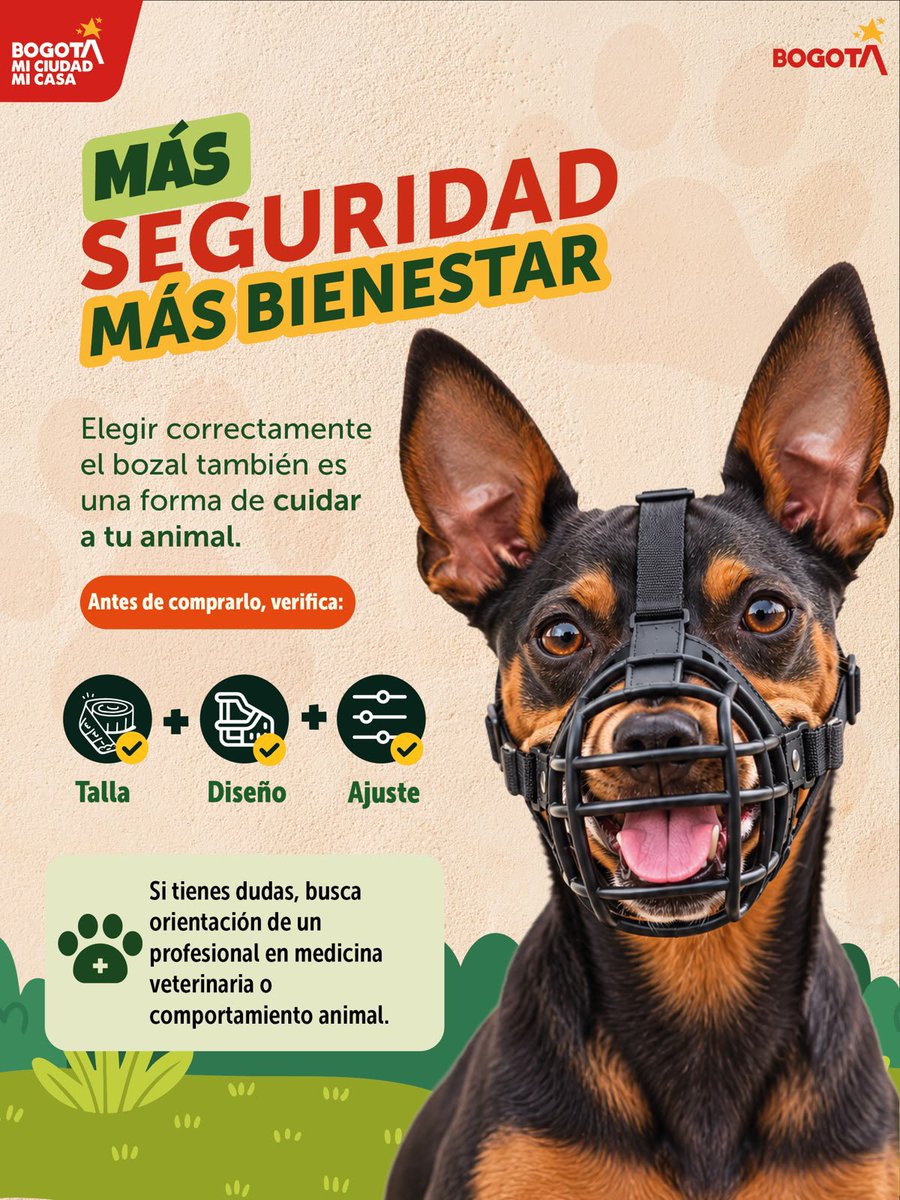 AnimalesBOG's tweet photo. Elegir bien el bozal también es cuidar a tu perro. 🐶🐾

Cuando su uso es necesario, debe permitirle jadear, respirar, beber agua y abrir la boca con comodidad, sin generar presión ni rozaduras.

Conoce qué características debe tener un bozal y cual es mejor evitar. 👇🏽👇🏽 https://t.co/lJd0owOxhe