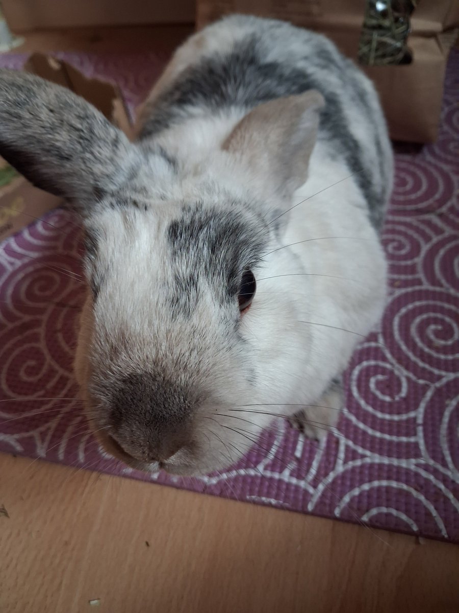 SehtiSehti's tweet photo. Pals, I am cutting the cake .Come join me. Its my birthday and I am 7 years old today. Hoom bought me an activity tree. Tomorrow she has invited the closest ones over for dinner to celebrate me. Hoom even had the day off and the weather is fine. So come and let's pawty 🐰🎂 https://t.co/5toaNYUcyA