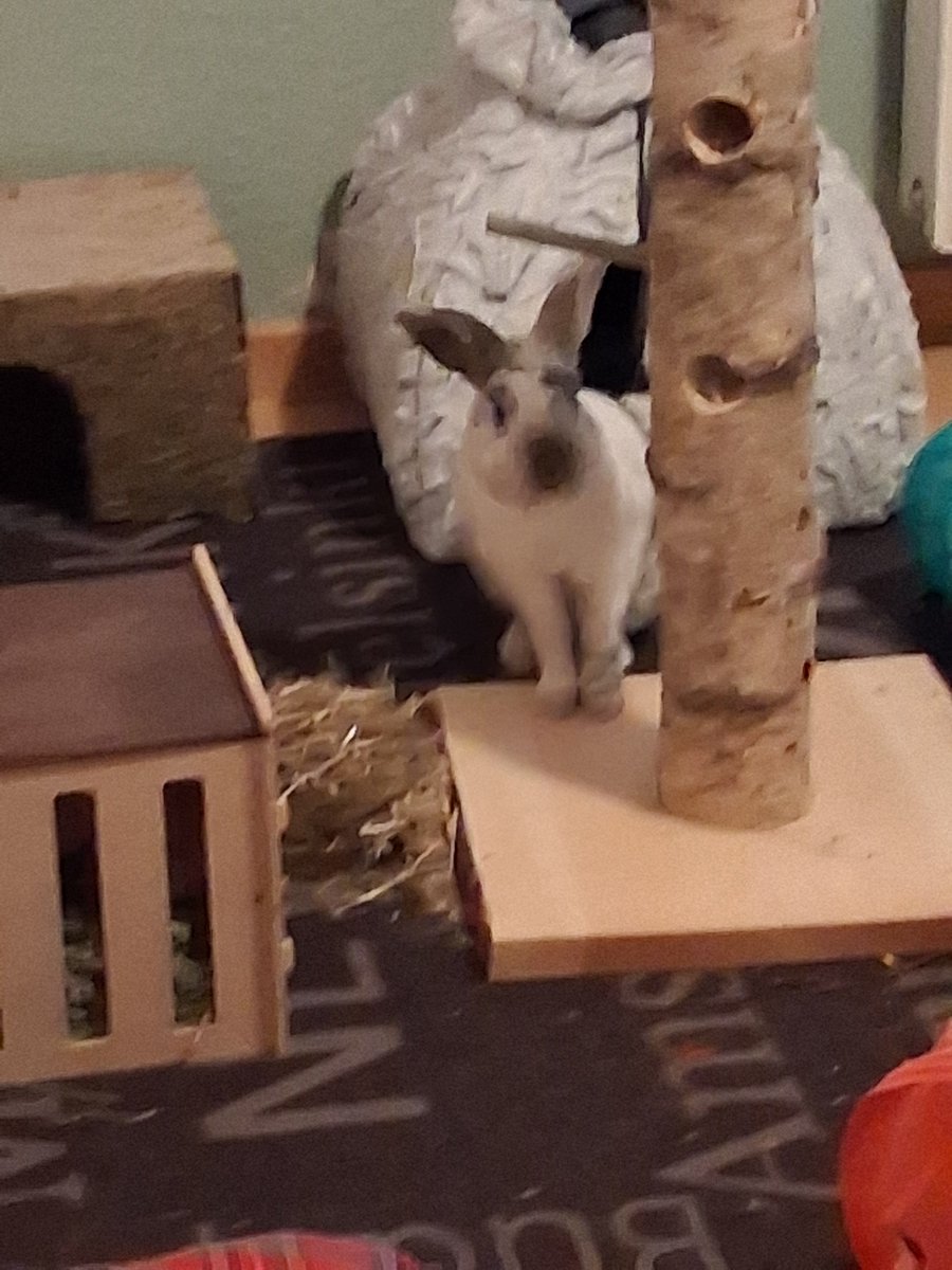 SehtiSehti's tweet photo. Pals, I am cutting the cake .Come join me. Its my birthday and I am 7 years old today. Hoom bought me an activity tree. Tomorrow she has invited the closest ones over for dinner to celebrate me. Hoom even had the day off and the weather is fine. So come and let's pawty 🐰🎂 https://t.co/5toaNYUcyA
