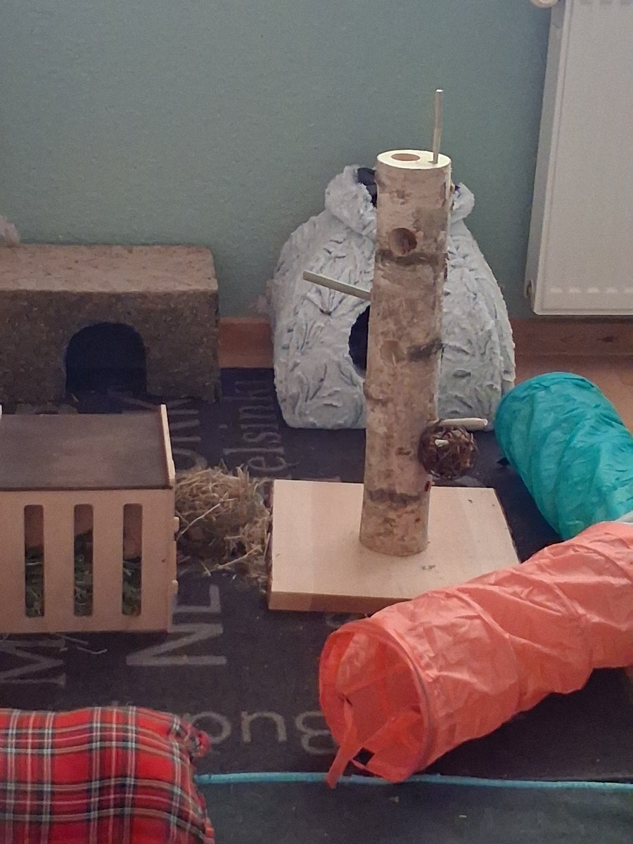 SehtiSehti's tweet photo. Pals, I am cutting the cake .Come join me. Its my birthday and I am 7 years old today. Hoom bought me an activity tree. Tomorrow she has invited the closest ones over for dinner to celebrate me. Hoom even had the day off and the weather is fine. So come and let's pawty 🐰🎂 https://t.co/5toaNYUcyA