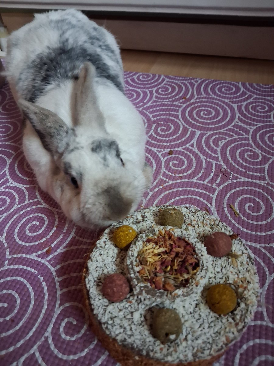 SehtiSehti's tweet photo. Pals, I am cutting the cake .Come join me. Its my birthday and I am 7 years old today. Hoom bought me an activity tree. Tomorrow she has invited the closest ones over for dinner to celebrate me. Hoom even had the day off and the weather is fine. So come and let's pawty 🐰🎂 https://t.co/5toaNYUcyA