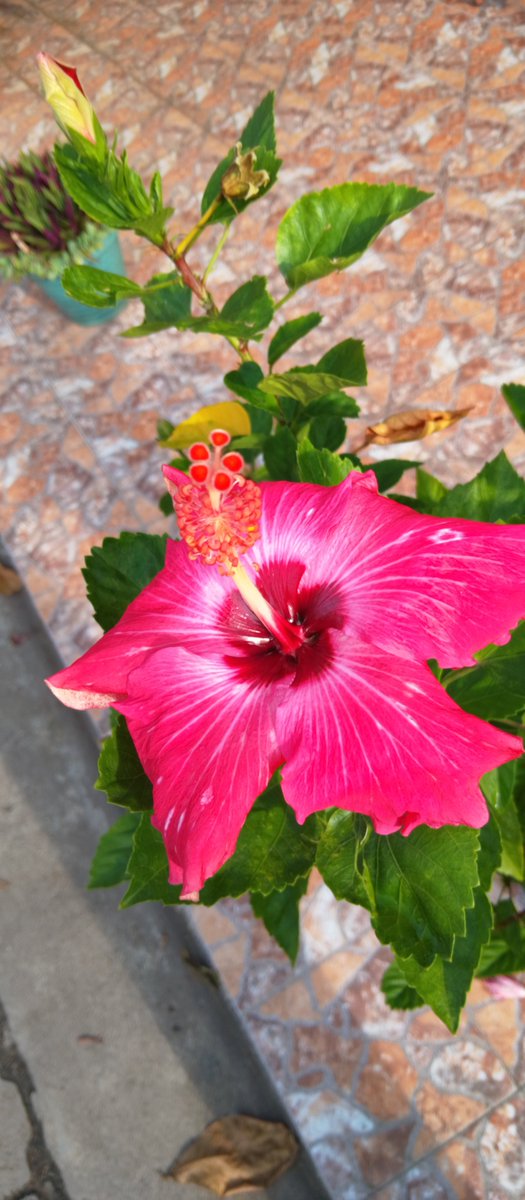 _LINARES87's tweet photo. Hermoso clavel✨ https://t.co/gvngbZYjxg