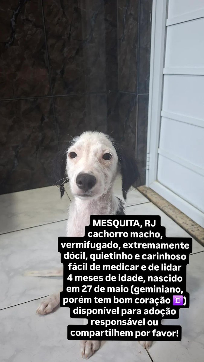 _shrineofazura's tweet photo. GENTE, COMPARTILHEM POR FAVOR 🚨
região da baixada e rio de janeiro
atende pelo nome de snoopy https://t.co/LOGYo1wCcM