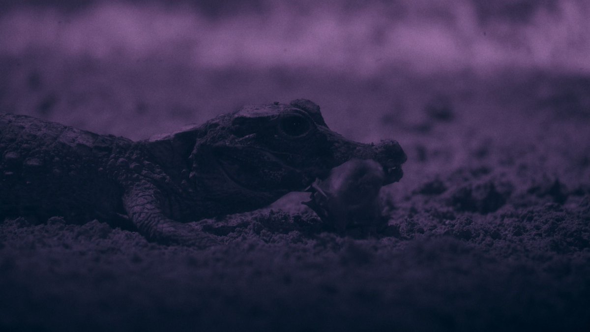 vitalizeone's tweet photo. Live Science can exclusively reveal a video of Gabon's mysterious cave-dwelling dwarf crocodiles snatching bats in a never-before-seen hunting behavior, ahead of the series premiere of "Africa:… dlvr.it/TVkb3S #Crocodiles #Wildlife #NatureDocumentary #Africa #AnimalBehavior https://t.co/ve1mZ6JyiY