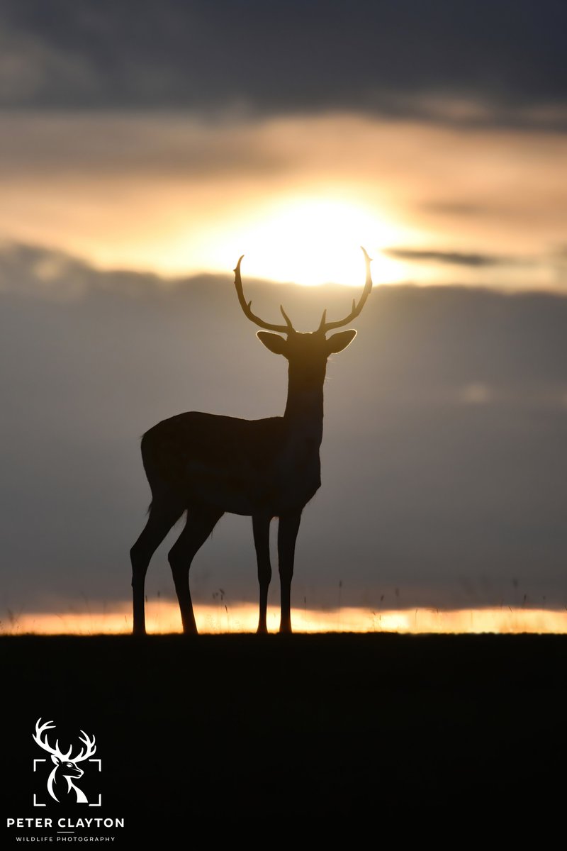 peterclaytonuk's tweet photo. When I took this photo, I knew I had captured something special. This beautiful fallow deer buck stepped out just as the sun was rising behind him. Shots like this take a lot of planning to come together. I would love to know what you all think #fallowdeer #goldenhour #ukwildlife https://t.co/MkCcDiHxXX