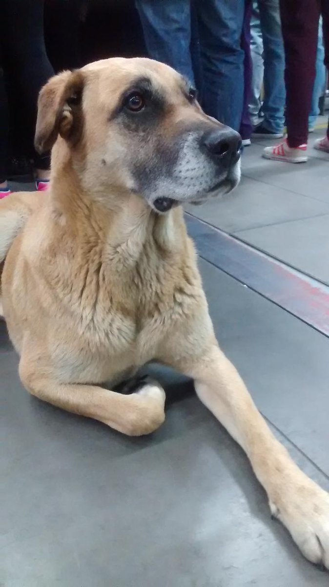 CesarBello83's tweet photo. Así llegó Lucas a mi vida, hace 8 años 🐶 En una estación de Transmilenio del norte de Bogotá. https://t.co/rnpGThWLCA