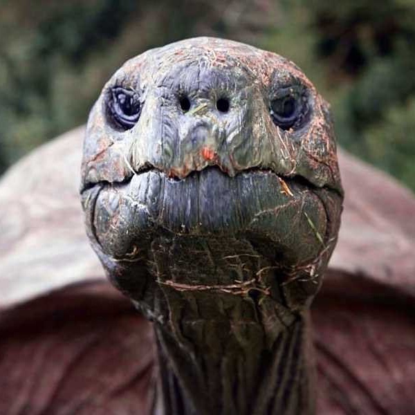 RincnCuriosoo's tweet photo. Jonathan, la tortuga de 194 años considerada el animal terrestre vivo más viejo del mundo, recibió el prestigioso reconocimiento ICON de Guinness World Records por su extraordinaria longevidad. https://t.co/g9BJAm4UCC