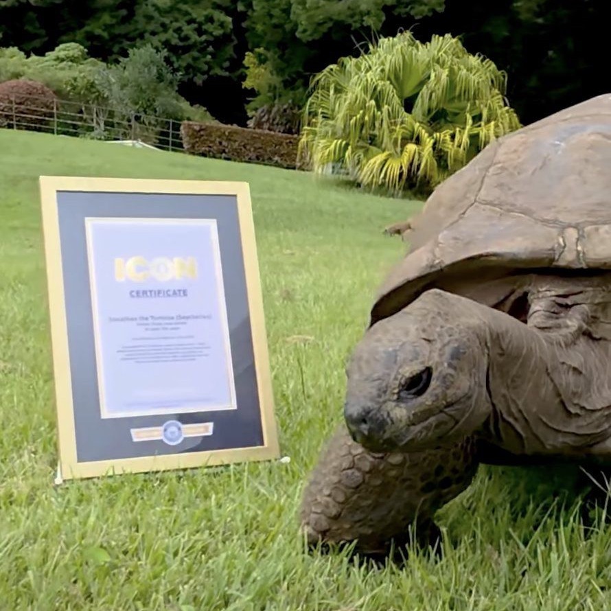 RincnCuriosoo's tweet photo. Jonathan, la tortuga de 194 años considerada el animal terrestre vivo más viejo del mundo, recibió el prestigioso reconocimiento ICON de Guinness World Records por su extraordinaria longevidad. https://t.co/g9BJAm4UCC