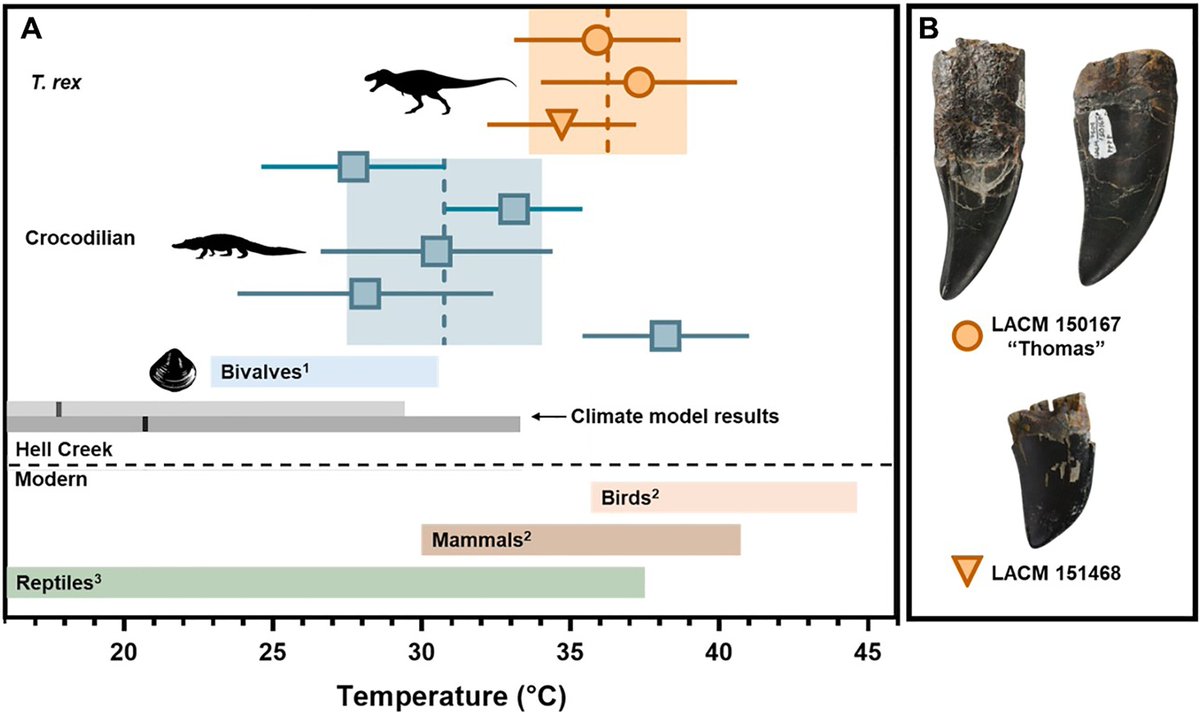 PaleontologieFr's tweet photo. 🌡️🦖Le T. rex avait le "sang chaud" !
Ses dents indiquent une température corporelle de ~36°C, bien supérieure à celle des crocodiliens actuels. Il pouvait ainsi vivre dans des régions froides.
#Crétacé #Tyrannosaurus #Trex 

📰https://t.co/JOjj9R7Q8u

🔎https://t.co/eWFV9JVxvJ https://t.co/FaIkUEAbGM