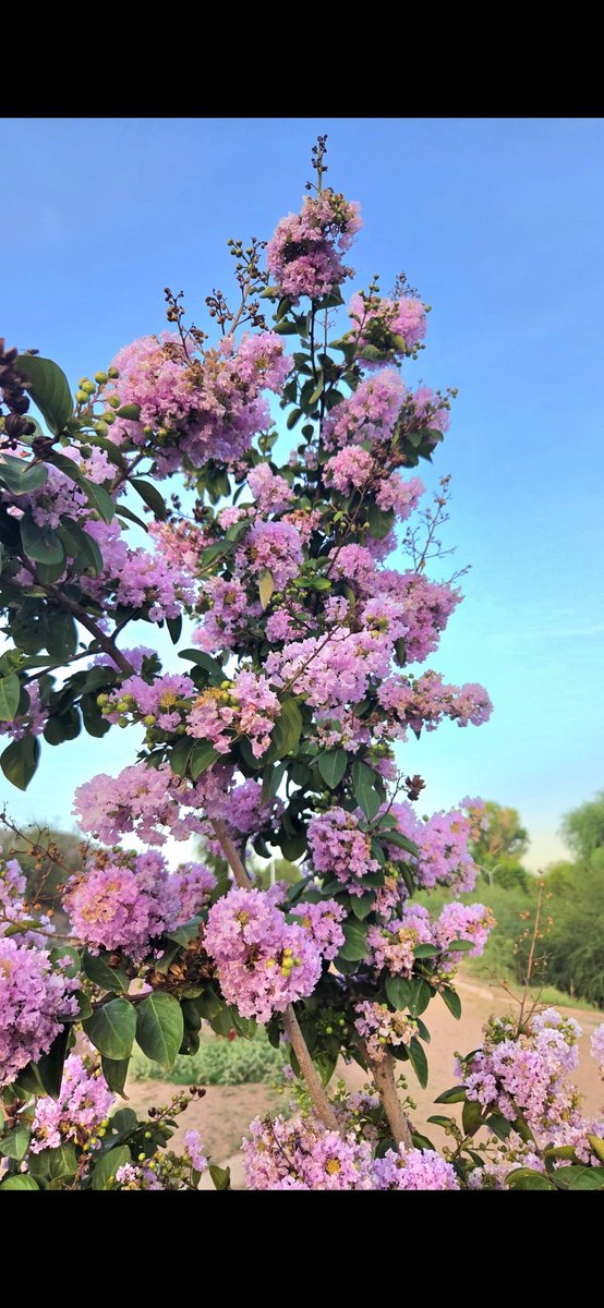 ricardoaayala's tweet photo. @fjespriella Hermosillo está #FLOReando 🌸 https://t.co/ezu5l9BKxC