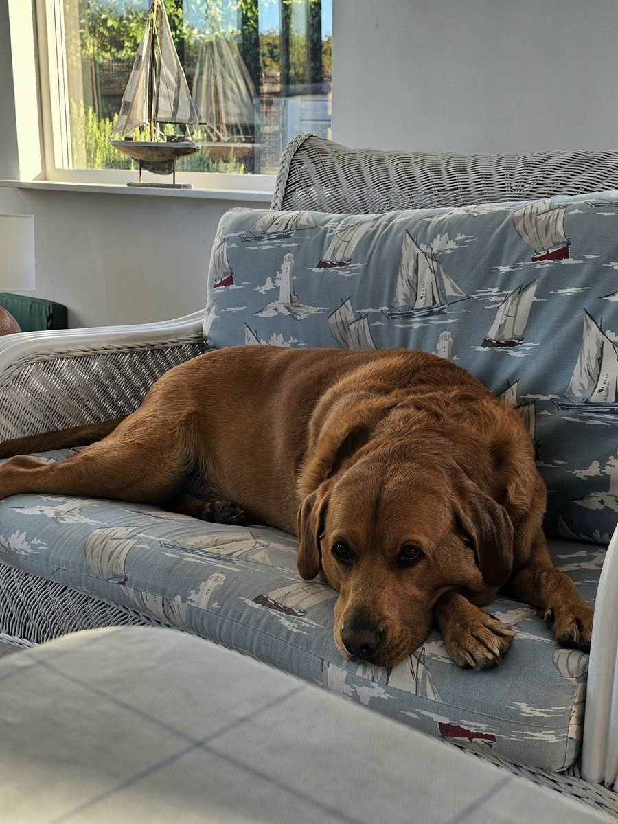 glennmartin50's tweet photo. Cuteness overload 😍 💖 #Baileydaily #Baileysdailyadventures https://t.co/Y99Il6tJGs