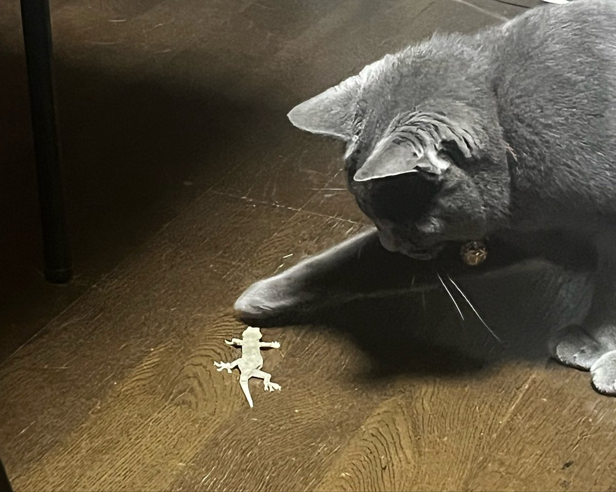 m58jd's tweet photo. 脱走から帰ってきたと思ったら獲物を捕まえてきたにゃんこ https://t.co/FZ2tNj0x2V