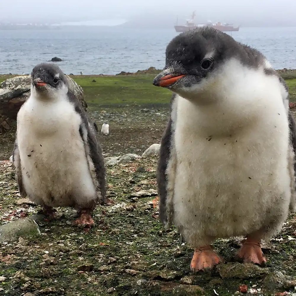 habercomsosyal's tweet photo. 100 yıl aradan sonra ilk kez keşfedilen hayvan türleri:

▬ Kedi: Leopardus tilcayo
▬ Penguen: Pygoscelis kerguelensis https://t.co/TAAjrp3YJG