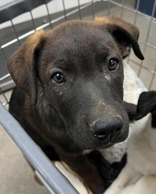 itsadogslifersq's tweet photo. Hi guys,
I'm CARLO #A128416
13 weeks old #Labradorpuppy maybe with some sweet #shepherd love blended in.
I don't know where my mama & siblings are. But I am here. I can't wait to meet you in #Hesperia #CA.
Can you love me? I will definitely give you all of my #puppylove. https://t.co/zuLW75K6mc