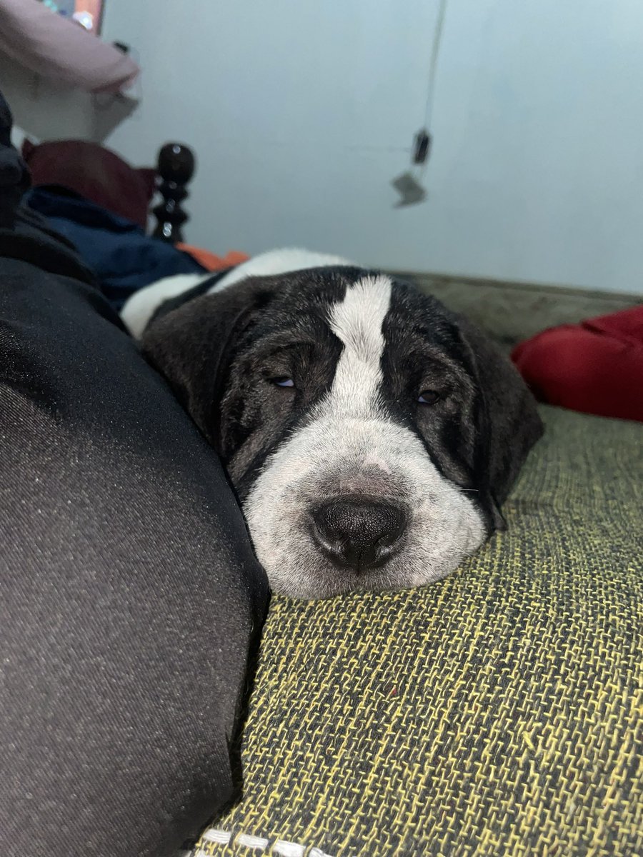 iluv_upeep's tweet photo. apresento a voces o pumba la pumba https://t.co/xKfuSHeVcA