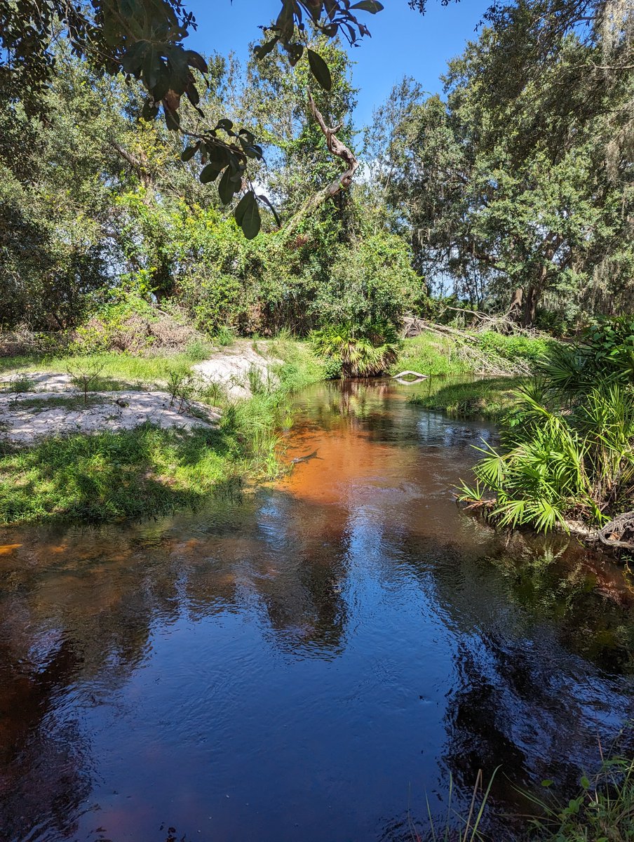 FDACS's tweet photo. Today, Commissioner Wilton Simpson announced another Florida farm that will be permanently protected through the Rural and Family Lands Protection Program.

25 years into the program, more than 251,000 acres are now protected across Florida, with nearly 186,000 of those acres protected since Commissioner Simpson took office in 2023.

PRESS RELEASE: https://t.co/WqvYEkrf4p