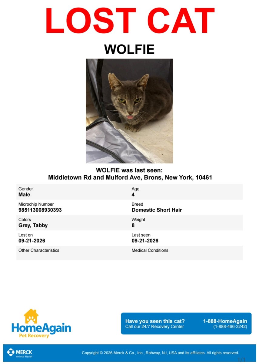 MeowMiya88's tweet photo. 📢🇺🇸🗽🆘️⏳️🚨💔😿Please RT to find Wolfie #NYC #missingcat #lostcat #Bronx #CatsOfTwitter #CatsOfX @HAPetRescuer https://t.co/8Ky0hVIo1f