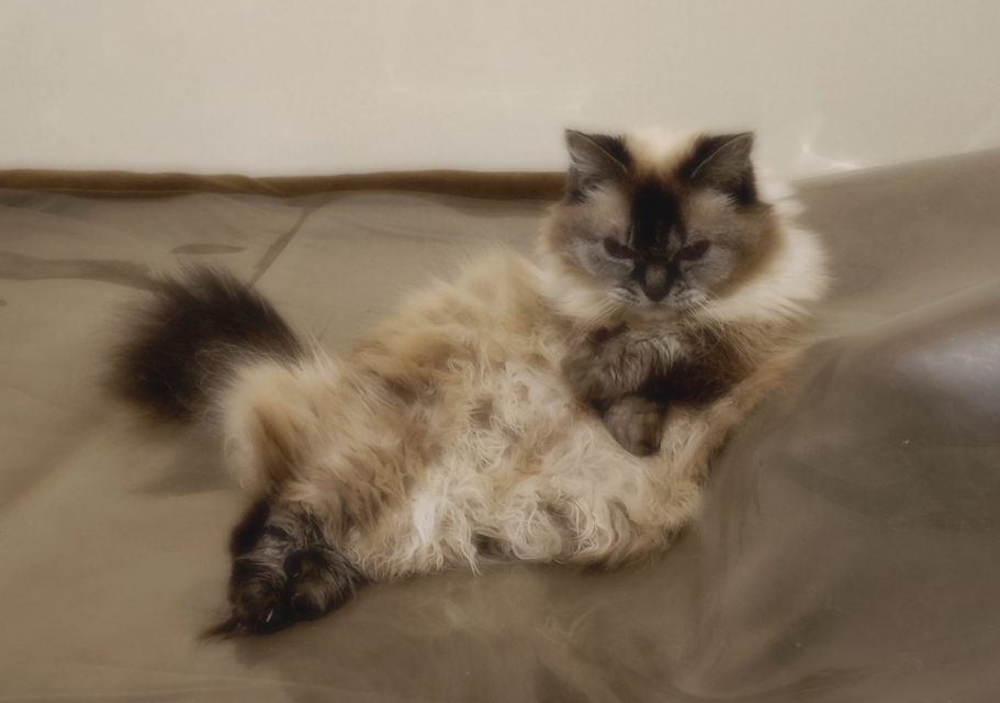 raminyan's tweet photo. そこはひめにゃのナワバリではないのか #マンチカン #ねこかわいいね https://t.co/KJsabZH7p4