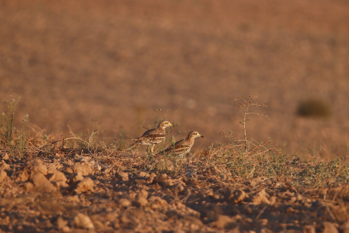 CastellaNatura's tweet photo. Alcaravanes en su hábitat.

Si este paisaje se transforma a cultivos de leñosas o se instalan fotovoltaicas, las aves agroesteparias desaparecen. Es así de sencillo, y de dramático.

Es absolutamente necesario conservar y poner en valor los paisajes agroesteparios. https://t.co/QEIu5m6FRk