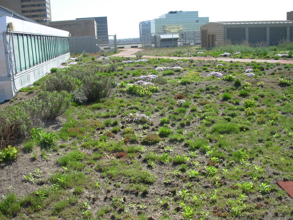 OhioEPA's tweet photo. Celebrate #America250Ohio’s October theme, #OhioGrows! 🌱 

Green roofs transform rooftops into living landscapes using smart layers and hardy native plants to boost durability, manage water, and add natural beauty. https://t.co/tI9ts5OdMU