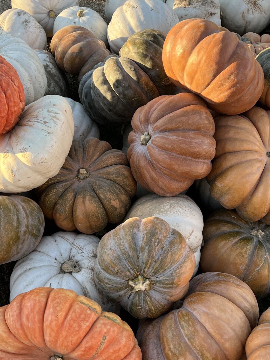 Liaphotos_'s tweet photo. October vibes. https://t.co/CuUeENAklA