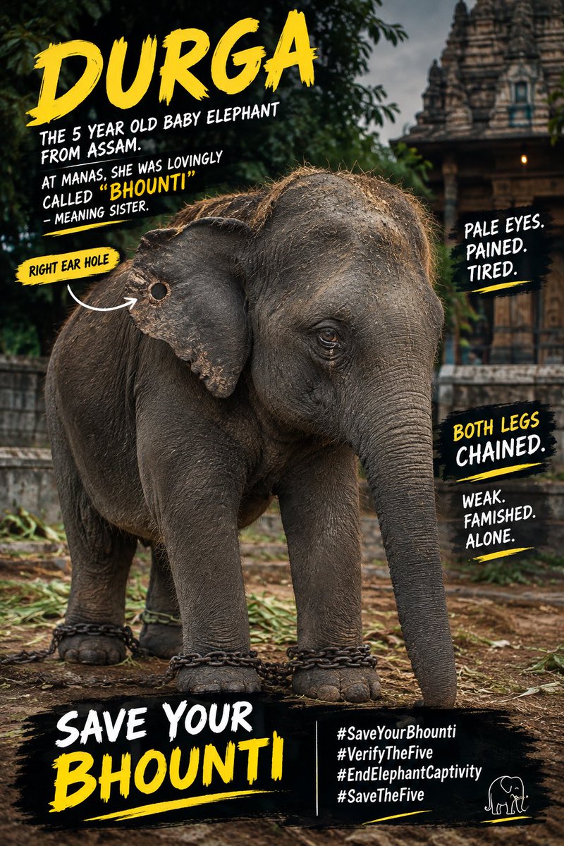 PFCII's tweet photo. This is baby Durga.
At Manas in Assam, she was lovingly called β#Bhountiβ β meaning sister.
Today, this 5-year-old is thousands of kilometres away, with both legs chained and a hole in her left ear.
When Durga was loaded onto the truck, her mother reportedly screamed in distress as her baby was taken away on a journey of nearly 3,000 km.
@himantabiswa @CMOTamilnadu - pls STOP this & Please save your Bhounti (Sister) - Please #SaveDurga.
#SaveYourBhounti #VerifyTheFive #EndElephantCaptivity #SaveTheFive