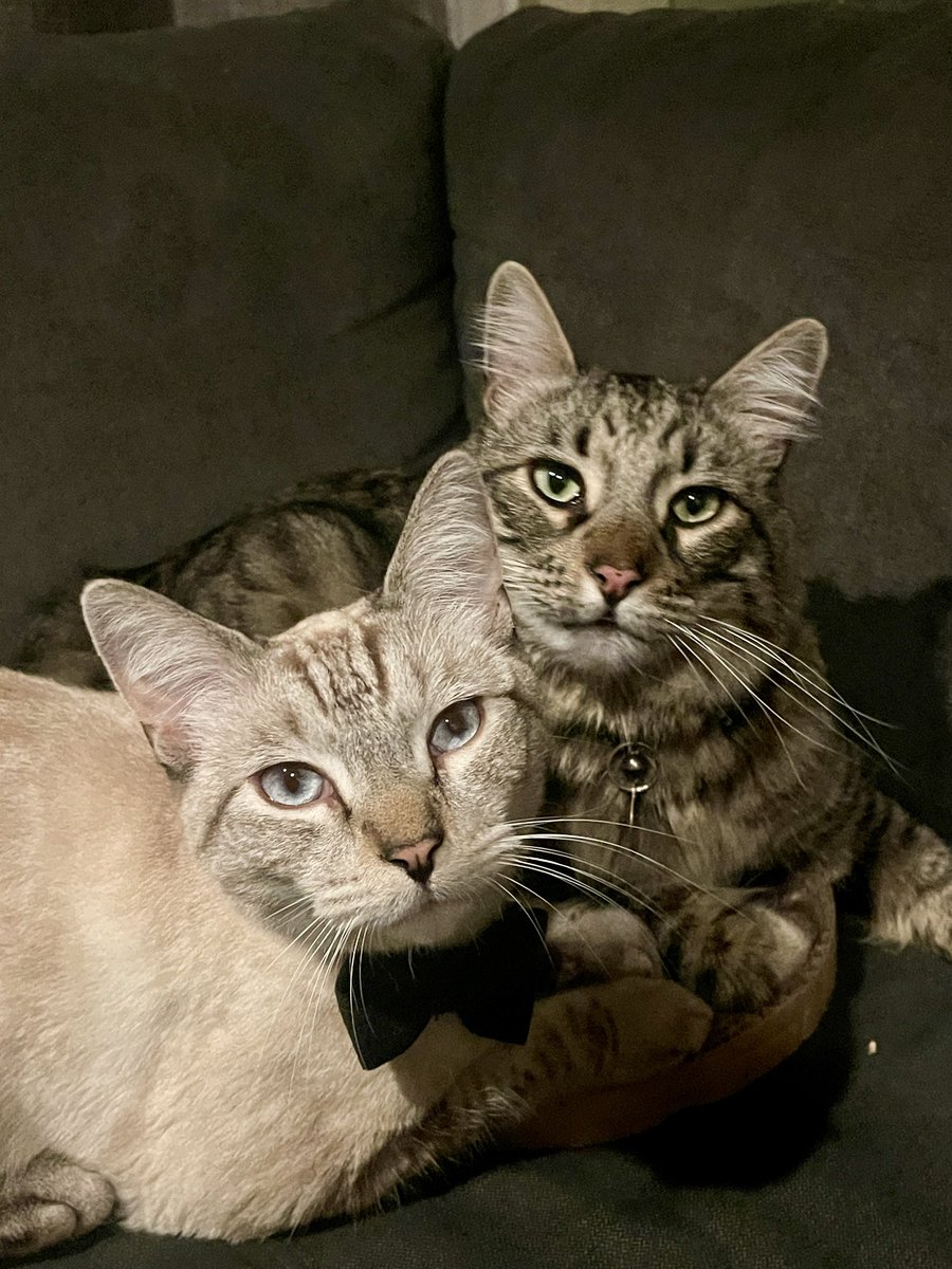 Andrea56822453's tweet photo. Through month of October use the hashtag #SNELovesPets in your posts and Suburu of New England will donate $10 to a NewEngland animal shelter. It’s a great way to help animals! 🐈🐕🐇🐦‍⬛❤️🐾
#CatsOfX #CatsOfTwitter #DogsOfX #DogsOfTwitter https://t.co/sBvKGi8Nfm