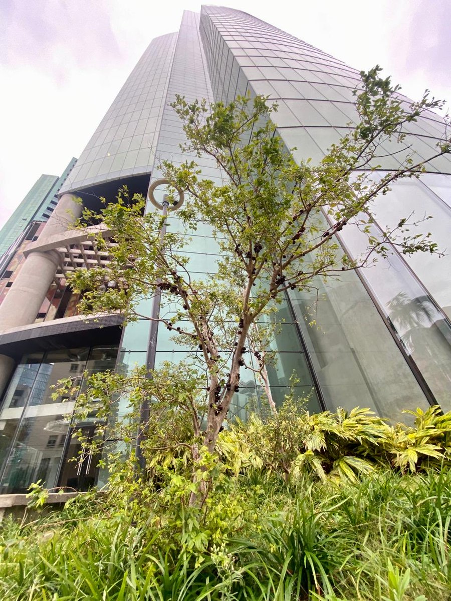 SDoriaMedina's tweet photo. La primavera es la época de la renovación de las células de la naturaleza. Aquí ven un árbol de guapurú que floreció en medio de los jardines de Green Tower Santa Cruz . Para mí, un símbolo de esperanza. https://t.co/tEoNO7Euc8