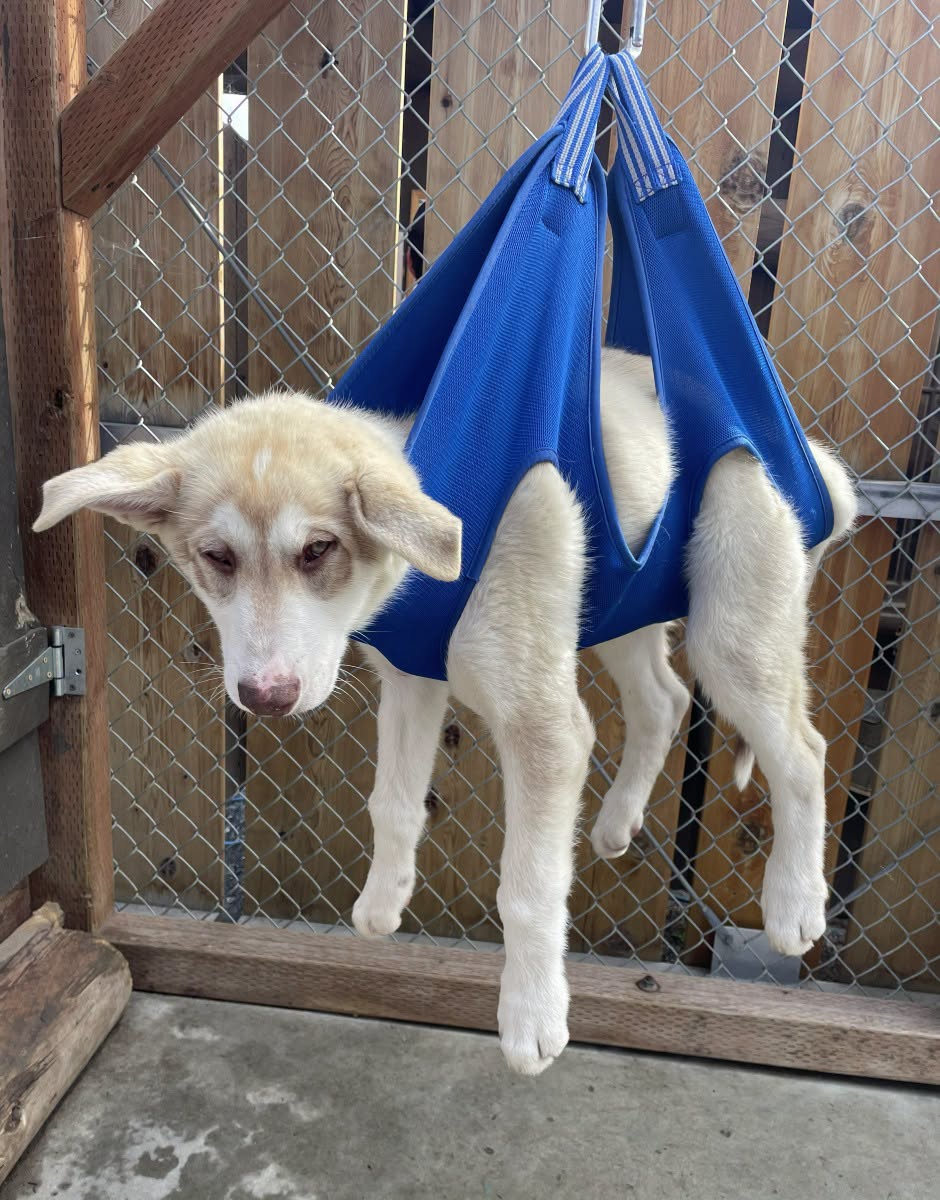 Interior's tweet photo. Fat bears had their moment. Now it’s time for chunky puppies.

It’s Chunky Puppy Day at Denali National Park! Tune in today at 6 pm ET as Denali’s sled dog pups step on the scale after a summer of serious growing. https://t.co/Im2M52kj0h