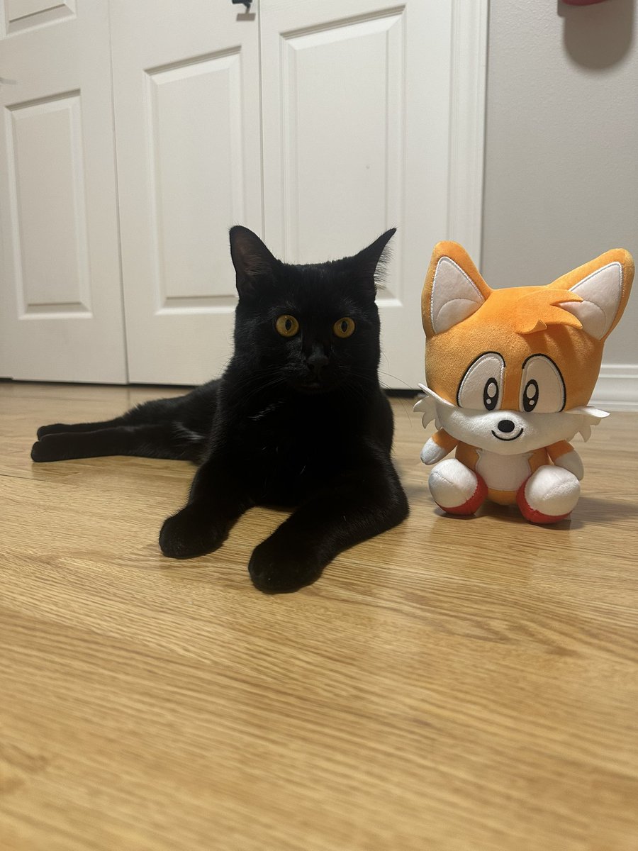PlushTails's tweet photo. Cat! https://t.co/c0CYUifbyJ