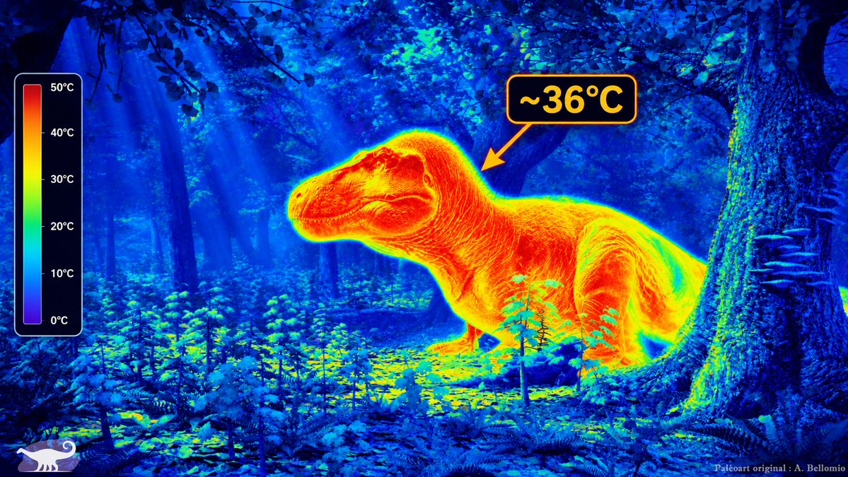 PaleontologieFr's tweet photo. 🌡️🦖Le T. rex avait le "sang chaud" !
Ses dents indiquent une température corporelle de ~36°C, bien supérieure à celle des crocodiliens actuels. Il pouvait ainsi vivre dans des régions froides.
#Crétacé #Tyrannosaurus #Trex 

📰https://t.co/JOjj9R7Q8u

🔎https://t.co/eWFV9JVxvJ https://t.co/FaIkUEAbGM