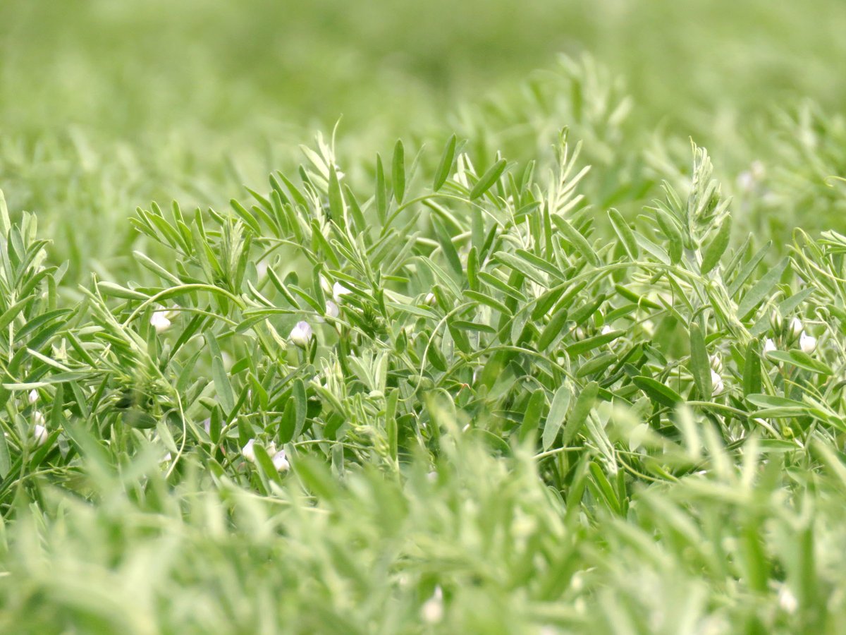 CDC_USask's tweet photo. 15 candidate cultivars. 12 commercialized. One of them, CDC23.10s, is a new lentil line with a real yield edge over CDC Marble.
Small line name. Big deal for a rotation.
#cdnag #plantbreeding #agresearch https://t.co/mpdeYh5jOZ