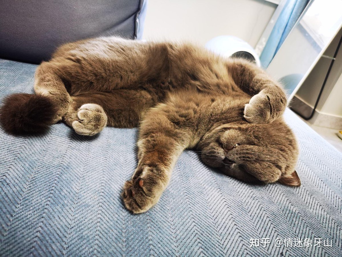 denis_mode__a63's tweet photo. [I'm not a fan of lying flat, I prefer to comfortably sprawl and show my true side freely!] https://t.co/NNeXjeCZSe