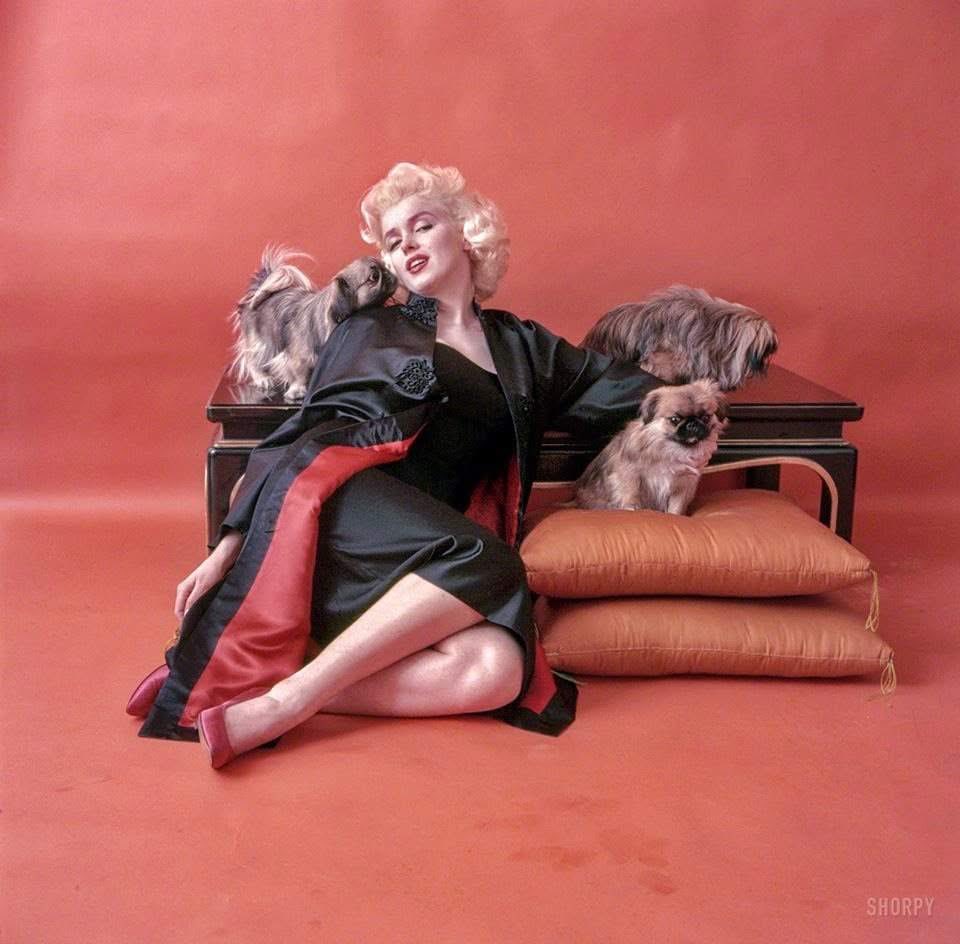 Clubpassionmar2's tweet photo. Séance photo chez Joe Schenck le 2 octobre 1953 avec les pekinois.

On October 2, 1953, Photo session at Joe Schenck's with pekinese.

Copyright clubpassionmarilyn 2002 2026 pour Marilyn la fille du calendrier https://t.co/zdGPEo8qP0