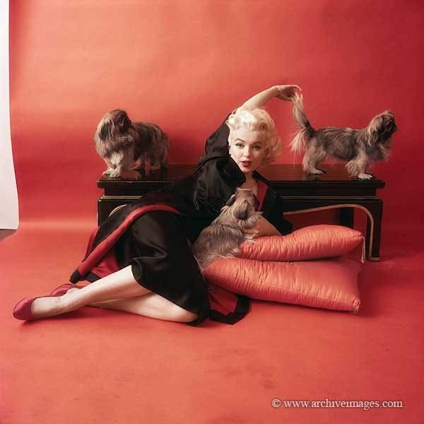 Clubpassionmar2's tweet photo. Séance photo chez Joe Schenck le 2 octobre 1953 avec les pekinois.

On October 2, 1953, Photo session at Joe Schenck's with pekinese.

Copyright clubpassionmarilyn 2002 2026 pour Marilyn la fille du calendrier https://t.co/zdGPEo8qP0