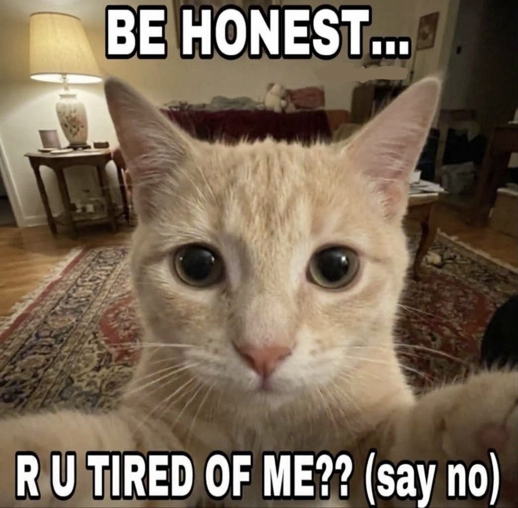 sillymeow4u's tweet photo. https://t.co/PHMUkuvyMZ