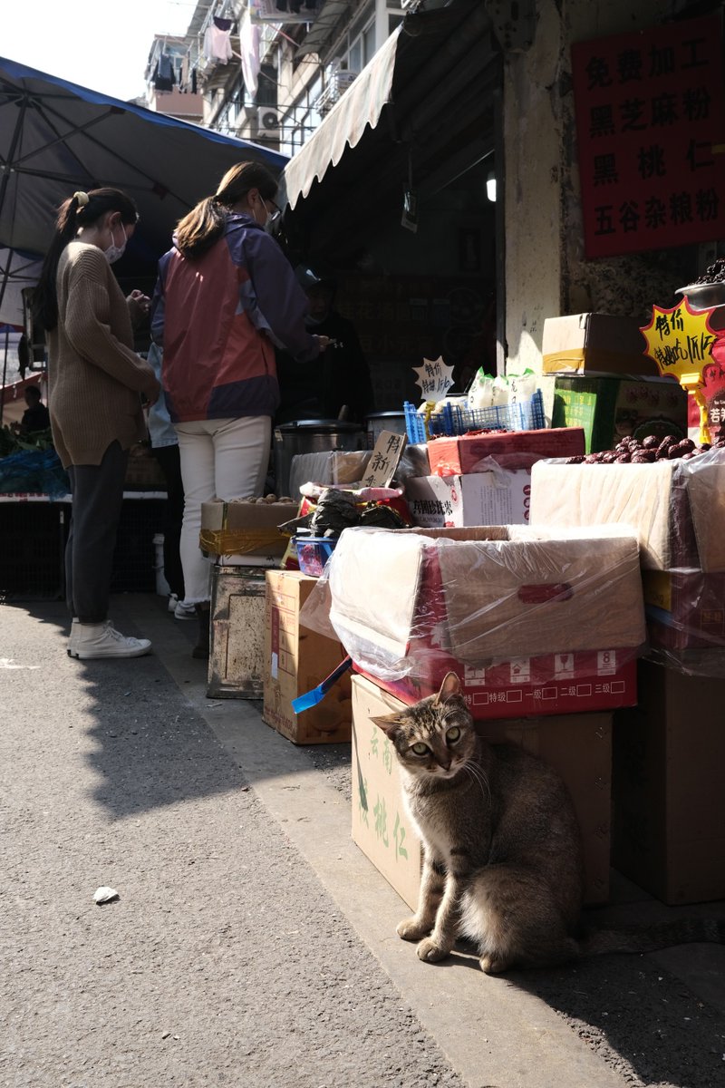 jenni_fer70_153's tweet photo. At the old street stall, a crow is curiously pecking at a spiced brined meat (卤), while a bold cat dares to sneak in and闯 (rush) around nearby. https://t.co/2PwHqEPmtZ