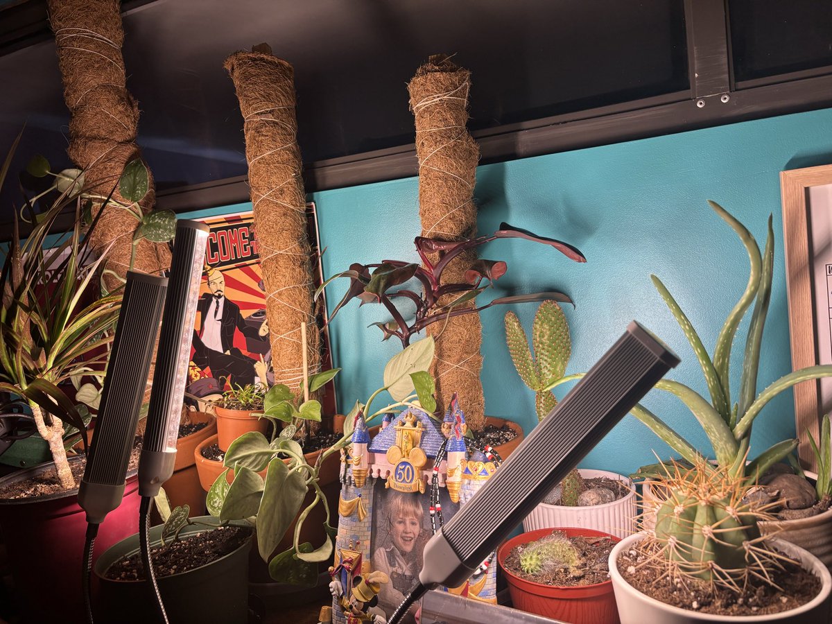 CommieChip's tweet photo. I like plants :3 i have a little jungle starting on my desk https://t.co/vksIUROfeP