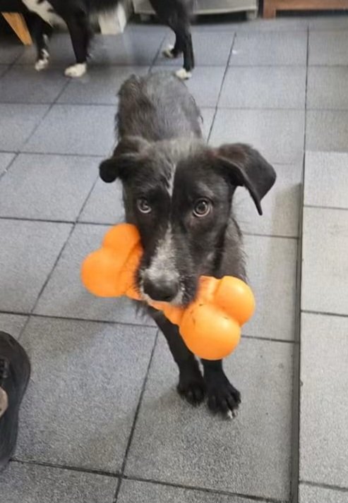 ComoNoAdorarlos's tweet photo. 🥺🙏TRANSITO o ADOPCION PARA CESAR💙 rescatado del maltrato❗️❗️
ESTA EN CABA 
CEL 1563657842 https://t.co/hYBRdkqgRG