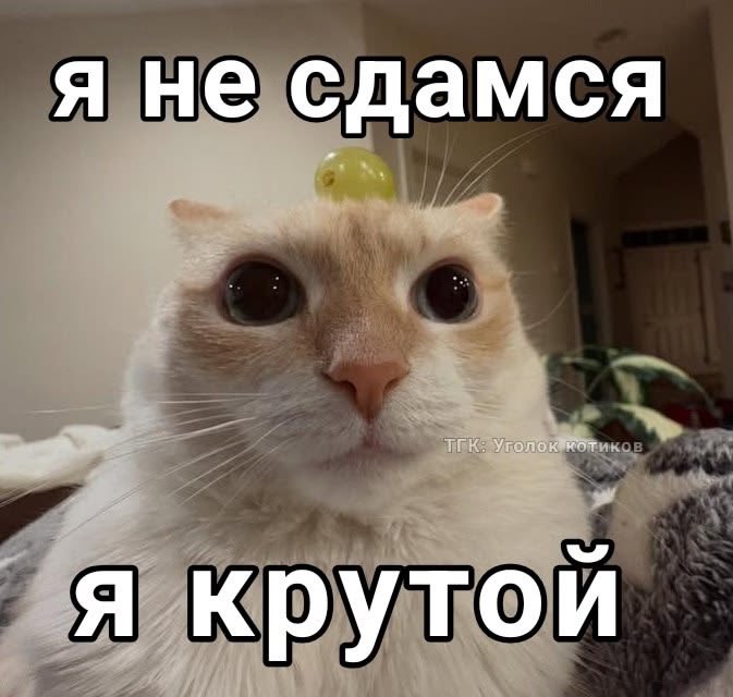 1686_kim's tweet photo. Все, популярность закончилась 
Я снова обычный заводчанин .. https://t.co/bNfBiY68G1