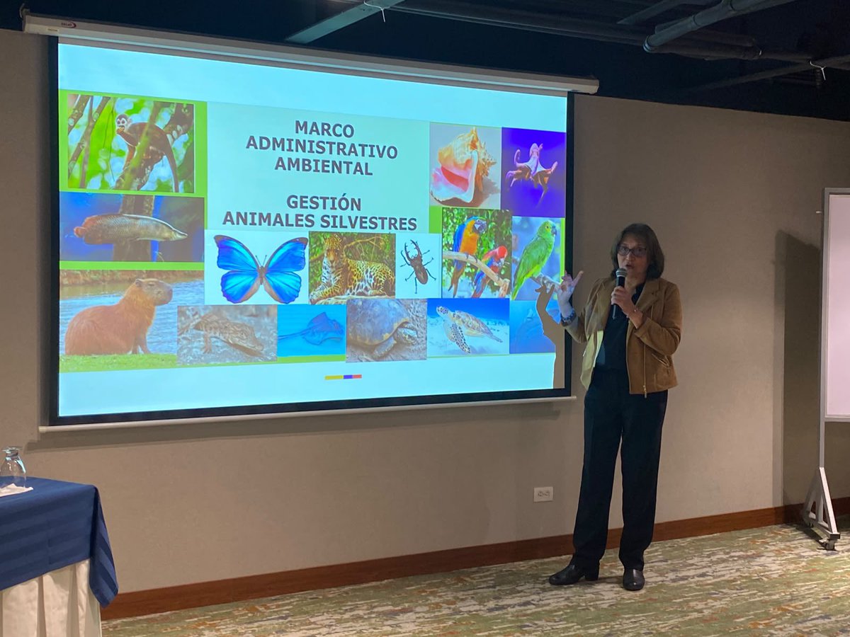 MinAmbienteCo's tweet photo. #ABCdelAmbiente | Fortalecemos la articulación institucional frente al tráfico ilegal de animales silvestres. 

👉🏽 Participamos en el Taller de fortalecimiento de capacidades para la investigación y judicialización del tráfico ilegal de animales silvestres y delitos asociados, organizado por la @FiscaliaCol, a través de la Dirección Especializada contra los Recursos Naturales y el Medio Ambiente (DEMA), y @WCSColombia.

Durante las dos jornadas contribuimos al fortalecimiento de las capacidades técnicas y conceptuales de los fiscales de la DEMA para la investigación y judicialización de conductas asociadas al tráfico ilegal de animales silvestres y otros delitos contra los recursos naturales, así como al fortalecimiento de la articulación entre las entidades que intervienen desde sus diferentes competencias.

Desde el Ministerio abordamos:
✔️ Marco administrativo ambiental aplicable a los animales silvestres.
✔️ Competencias de las autoridades ambientales.
✔️ Procedimiento sancionatorio ambiental.
✔️ Diagnóstico nacional sobre tráfico ilegal de animales silvestres.
✔️ Avances en la actualización de la Estrategia Nacional para Prevenir y Controlar el Tráfico Ilegal y el Maltrato de los Animales Silvestres.

Este espacio permitió acercar el componente administrativo ambiental a los procesos de investigación y judicialización, aportar elementos técnicos para el abordaje de estos casos y fortalecer la coordinación interinstitucional frente al tráfico ilegal de animales silvestres y los delitos asociados.