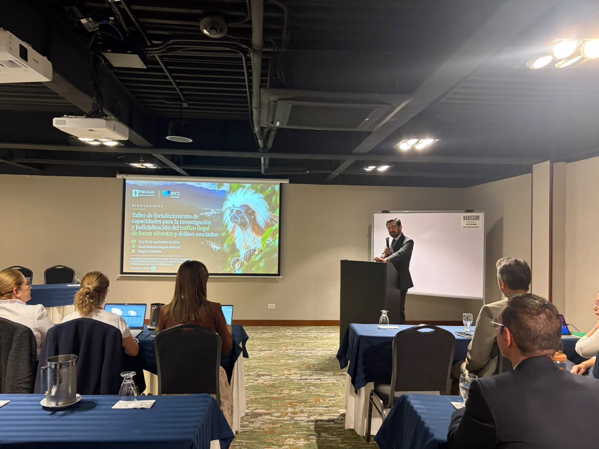 MinAmbienteCo's tweet photo. #ABCdelAmbiente | Fortalecemos la articulación institucional frente al tráfico ilegal de animales silvestres. 

👉🏽 Participamos en el Taller de fortalecimiento de capacidades para la investigación y judicialización del tráfico ilegal de animales silvestres y delitos asociados, organizado por la @FiscaliaCol, a través de la Dirección Especializada contra los Recursos Naturales y el Medio Ambiente (DEMA), y @WCSColombia.

Durante las dos jornadas contribuimos al fortalecimiento de las capacidades técnicas y conceptuales de los fiscales de la DEMA para la investigación y judicialización de conductas asociadas al tráfico ilegal de animales silvestres y otros delitos contra los recursos naturales, así como al fortalecimiento de la articulación entre las entidades que intervienen desde sus diferentes competencias.

Desde el Ministerio abordamos:
✔️ Marco administrativo ambiental aplicable a los animales silvestres.
✔️ Competencias de las autoridades ambientales.
✔️ Procedimiento sancionatorio ambiental.
✔️ Diagnóstico nacional sobre tráfico ilegal de animales silvestres.
✔️ Avances en la actualización de la Estrategia Nacional para Prevenir y Controlar el Tráfico Ilegal y el Maltrato de los Animales Silvestres.

Este espacio permitió acercar el componente administrativo ambiental a los procesos de investigación y judicialización, aportar elementos técnicos para el abordaje de estos casos y fortalecer la coordinación interinstitucional frente al tráfico ilegal de animales silvestres y los delitos asociados.