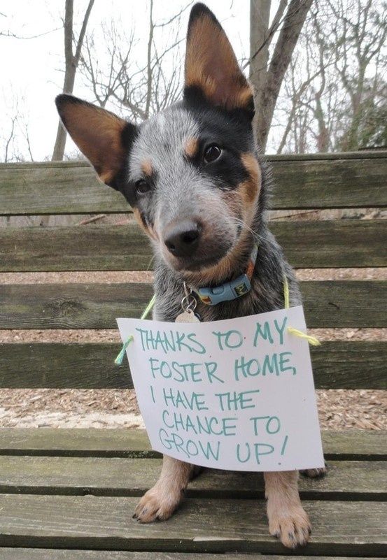 ShadowDogDesign's tweet photo. Thanks to my foster home, I have the chance to grow up. 🐾 💖 🐾
#Dogs #Dog #AdoptDontShop #AdoptAFriend #BestFriend #GoodDog #FaithfulFriend #LoveDogs #DogsAreLove https://t.co/rDPH4cCxFe
